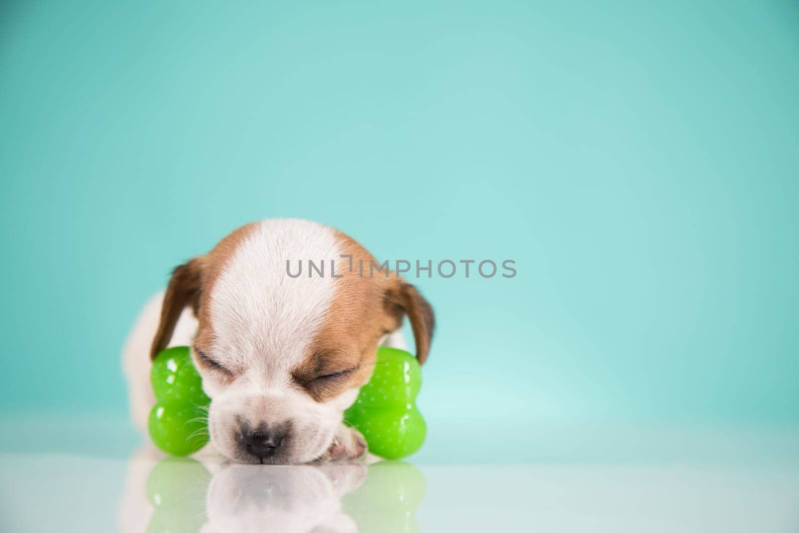 Dog sleeps with a rubber bone