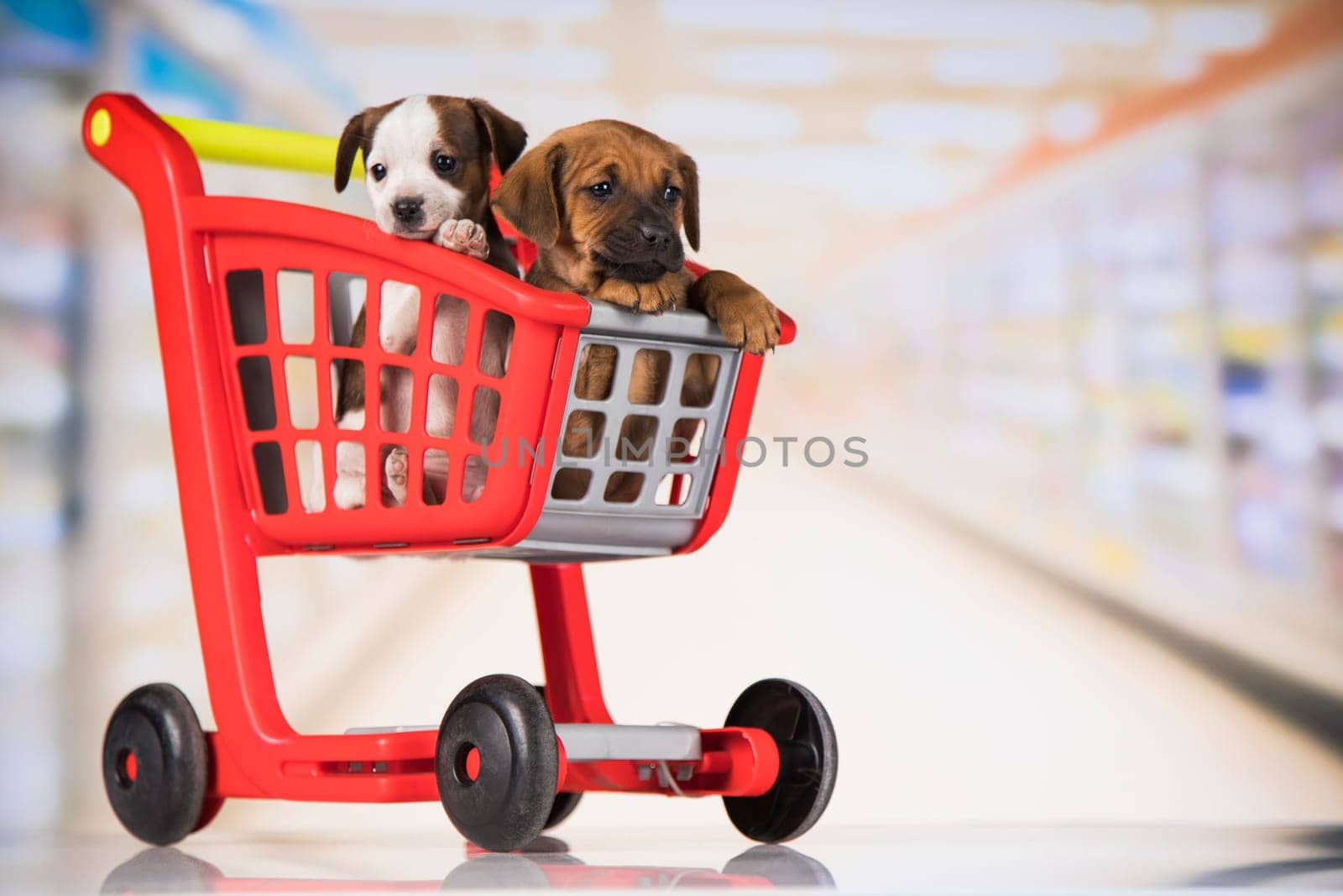 Little doggies in a shopping cart