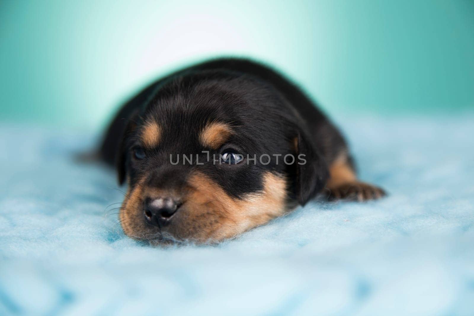 Sleeping dog in a on a blanket