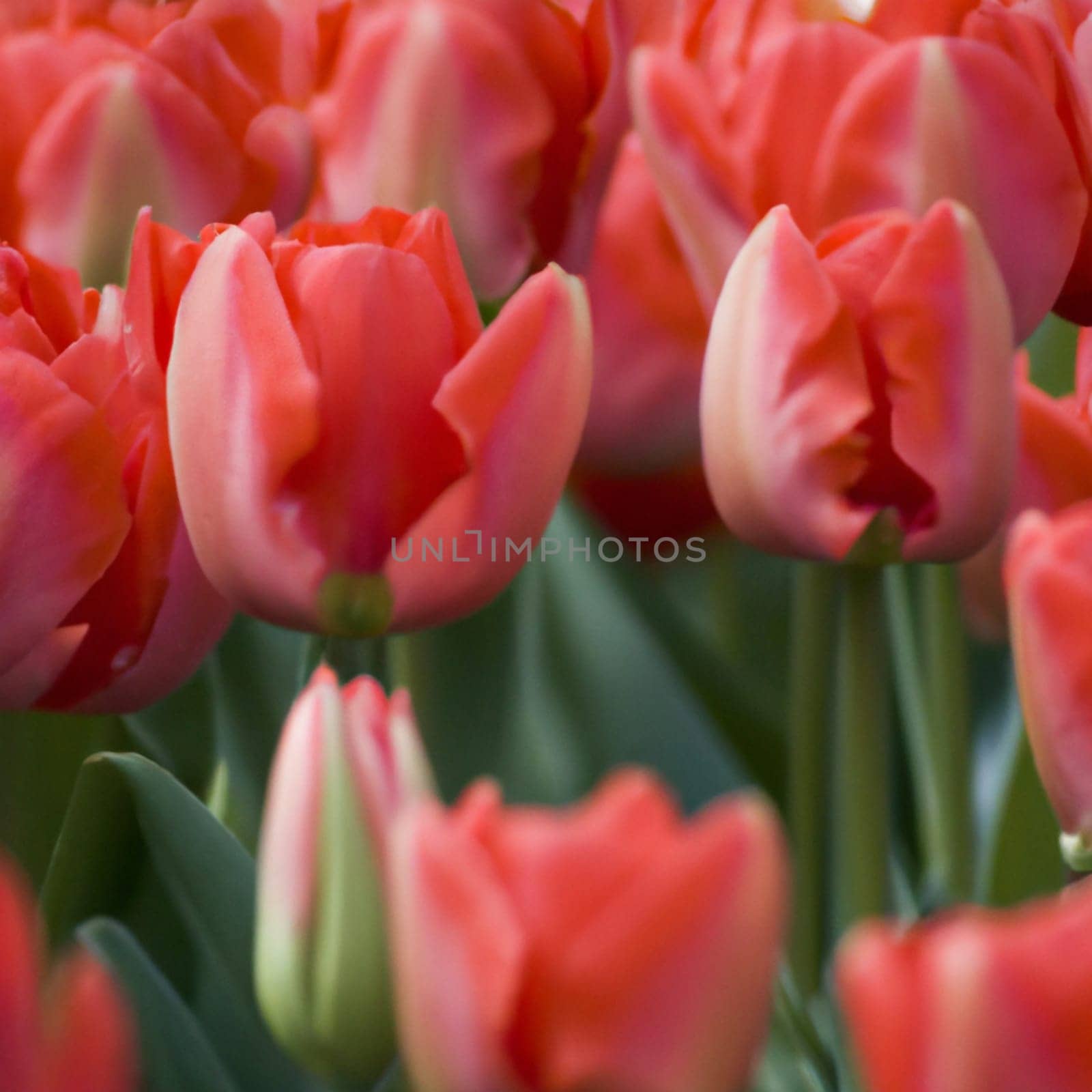 tulip Tulipa bulbous herbs in lily family Liliaceae. Tulips, garden flowers, cultivars and varieties. Flowers delicate bright reddish red color. Beautiful buds. Landscaping. Variety hybrids