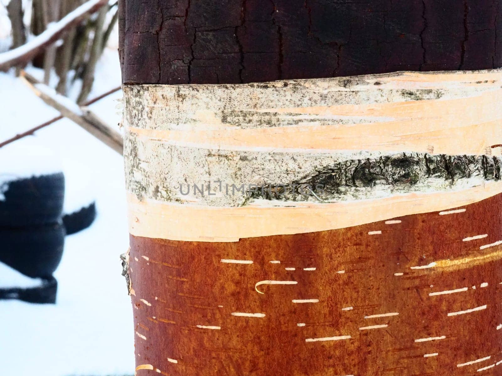 Birch bark and birch cambium close-up. Damaged birch bark. Forest protection