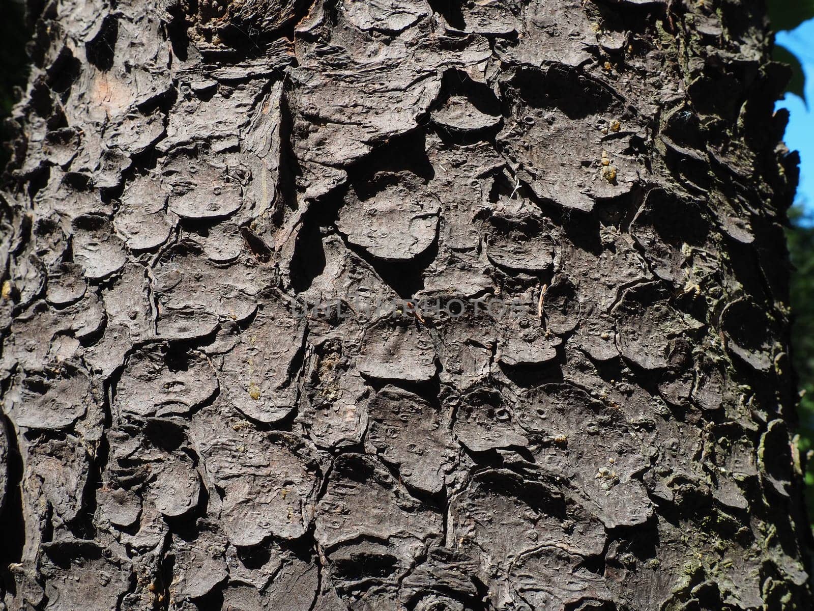 spruce tree bark close up. The exfoliating bark of the tree. Light gradient. Natural structure texture.