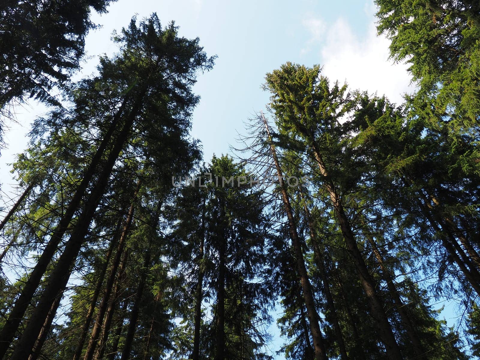 Old tall spruce trees. Spruce crown. Karelia's taiga forest. Trunks, branches and spruce needles against the blue sky.