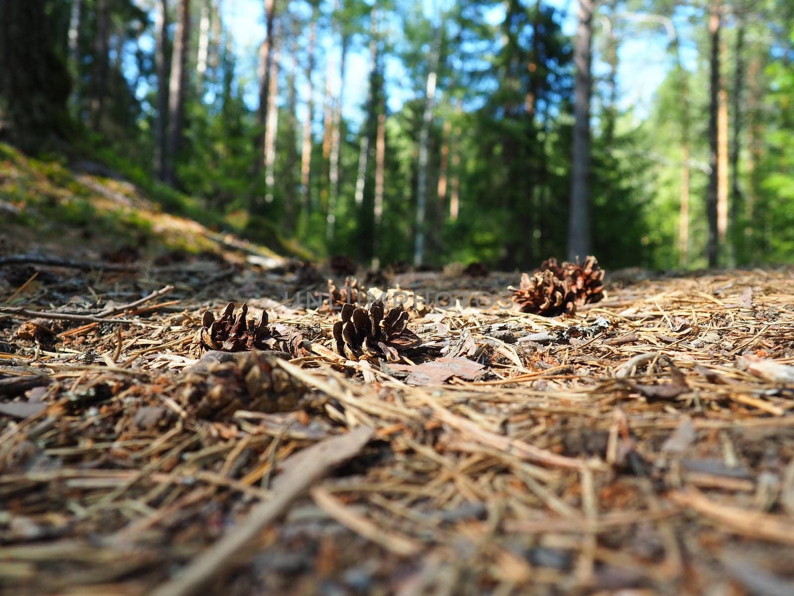 Pine or spruce cones lie on old dried up foliage and on pine needles. close-up. Forest path in a coniferous forest. Green trees in the background. The theme of ecology and forest conservation.