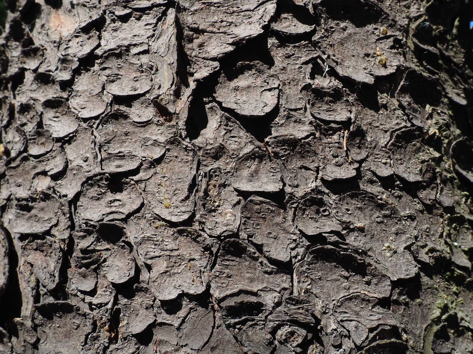 spruce tree bark close up. The exfoliating bark of the tree. Light gradient. Natural structure texture.