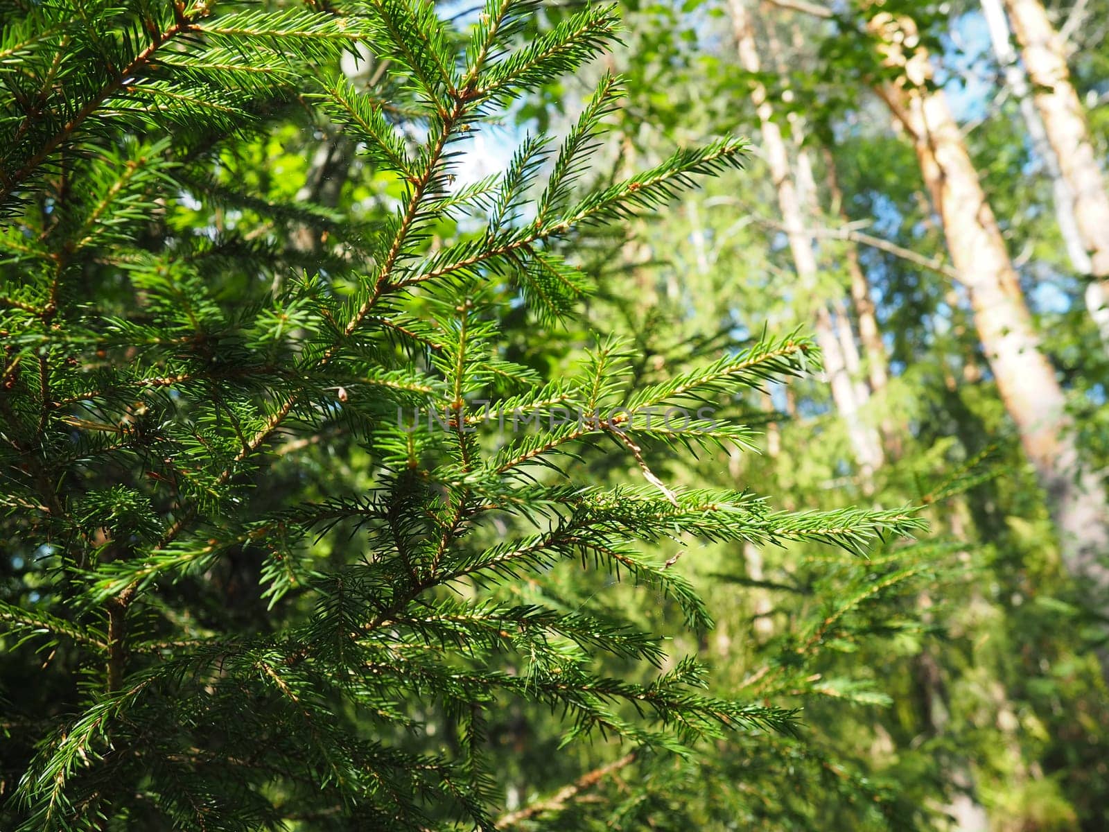 Picea spruce, a genus of coniferous evergreen trees in the pine family Pinaceae. Coniferous forest in Karelia. Spruce branches and needles. The problem of ecology, deforestation and climate change.