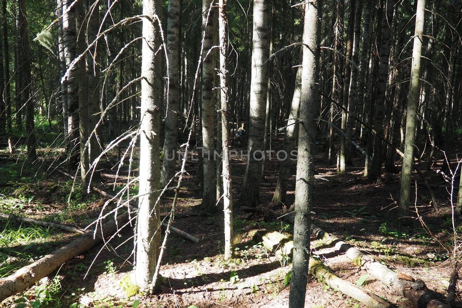 Taiga biome dominated by coniferous forests. Picea spruce, genus of coniferous evergreen trees in the Pine family Pinaceae. Russia, Karelia, Orzega. Dense forest. Terrible bowl. Wild deserted forest