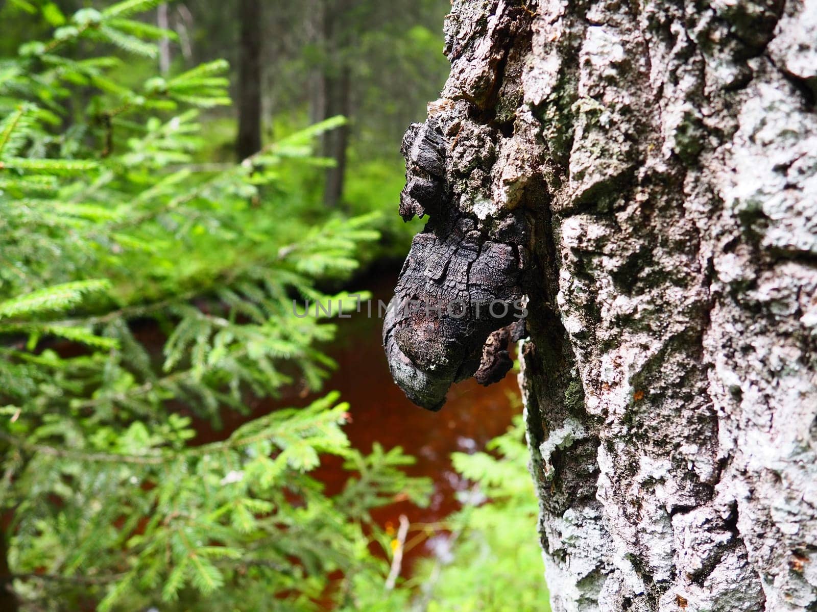 Tree bark. Young Christmas tree and bark of an old tree trunk with parasitic fungus. Mushroom hard growth on a birch, the decoctions of which are used in folk medicine