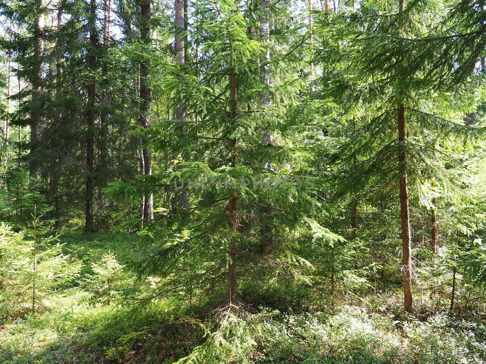 Picea spruce, a genus of coniferous evergreen trees in the pine family Pinaceae. Coniferous forest in Karelia. Spruce branches and needles. The problem of ecology, deforestation and climate change.