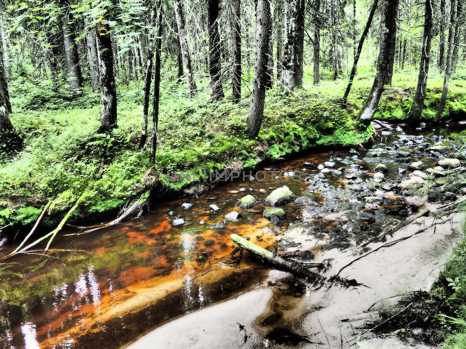 Taiga biome dominated by coniferous forests. Picea spruce, coniferous evergreen trees in the Pine family Pinaceae. Russia, Karelia. Forest river Orzega. Stone natural rapids, rusty ferruginous water