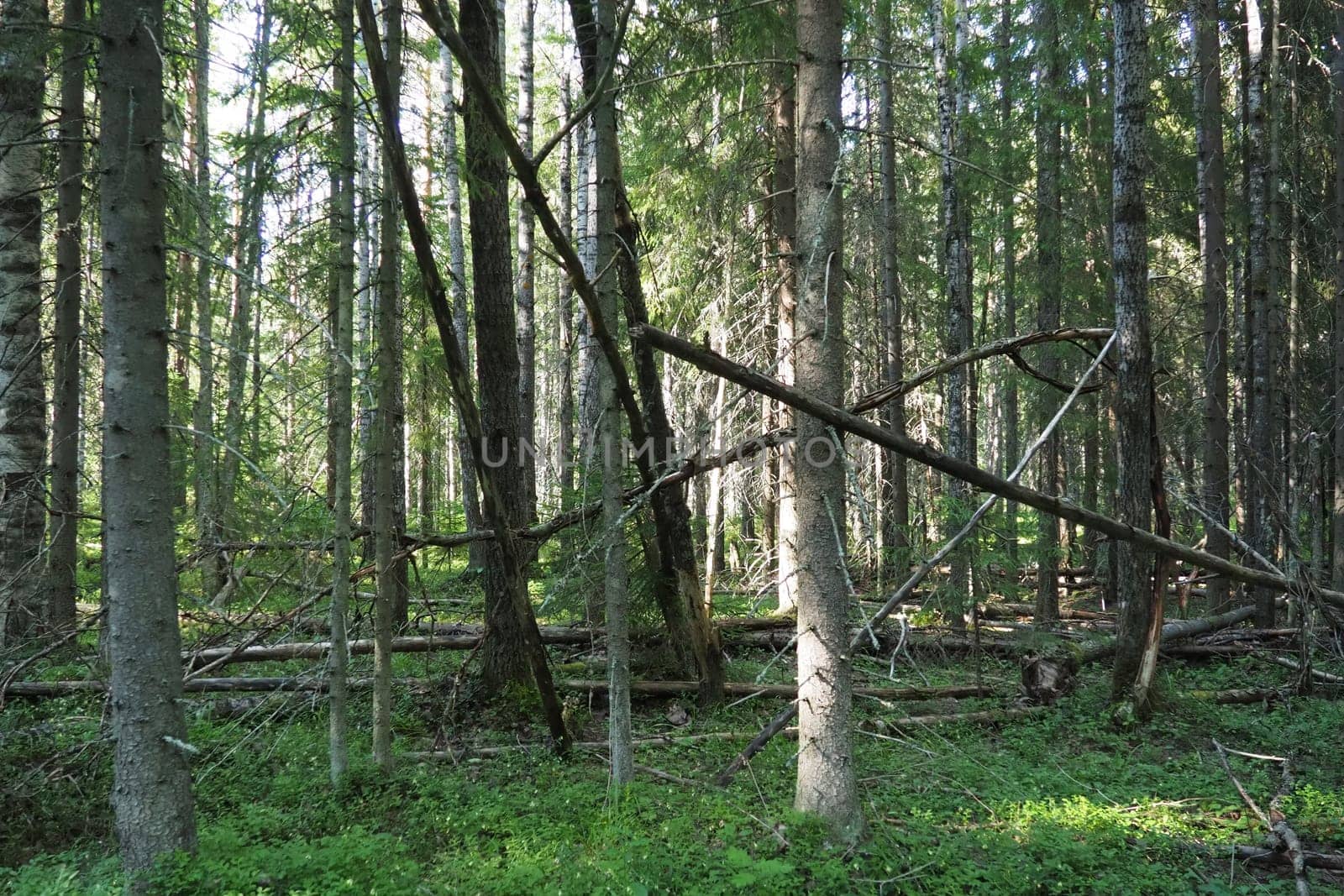 Taiga biome dominated by coniferous forests. Picea spruce, genus of coniferous evergreen trees in the Pine family Pinaceae. Russia, Karelia, Orzega. Dense forest. Terrible bowl. Wild deserted forest