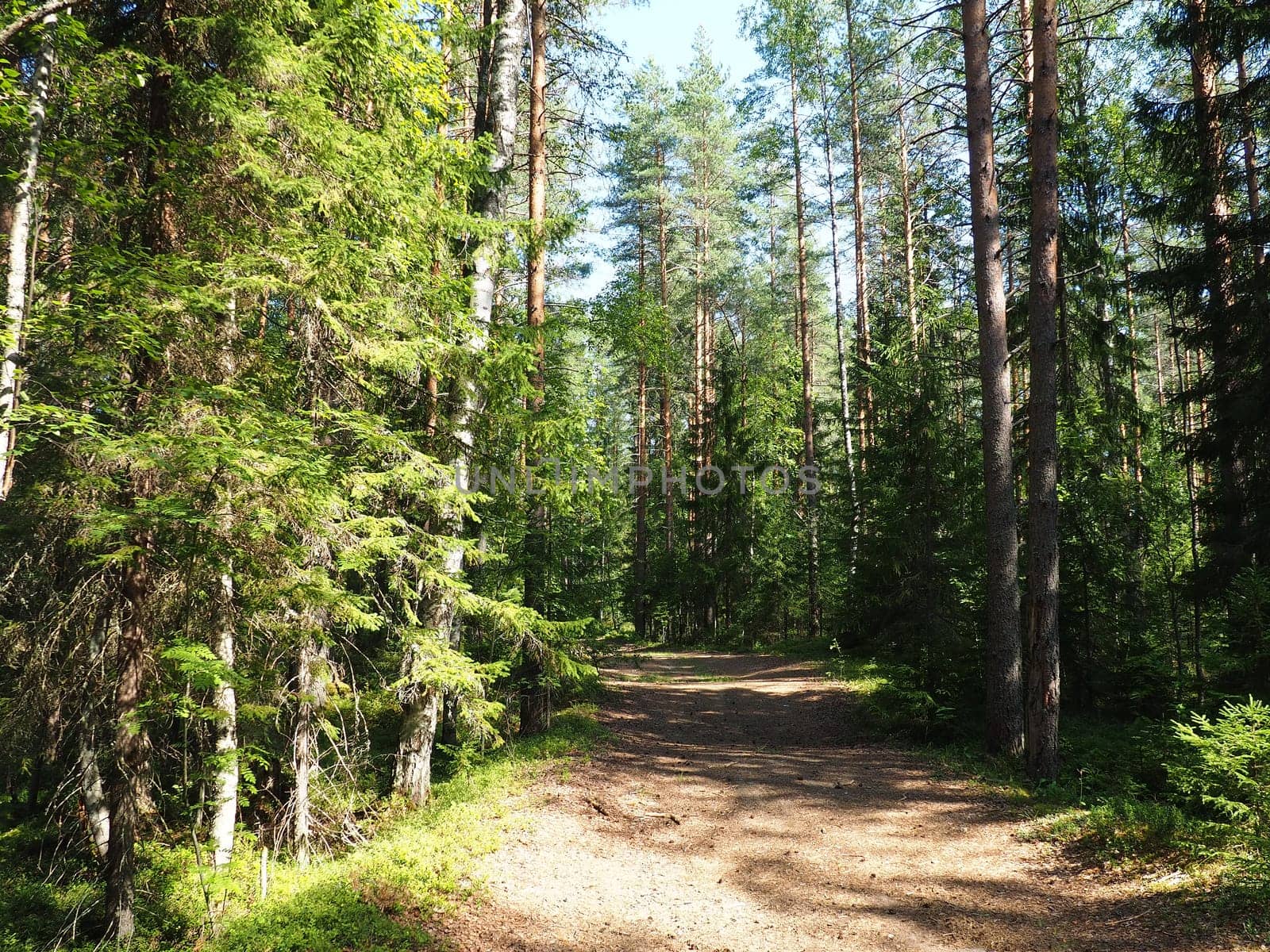 Picea spruce, a genus of coniferous evergreen trees in the pine family Pinaceae. Coniferous forest in Karelia. Spruce branches and needles. The problem of ecology, deforestation and climate change.