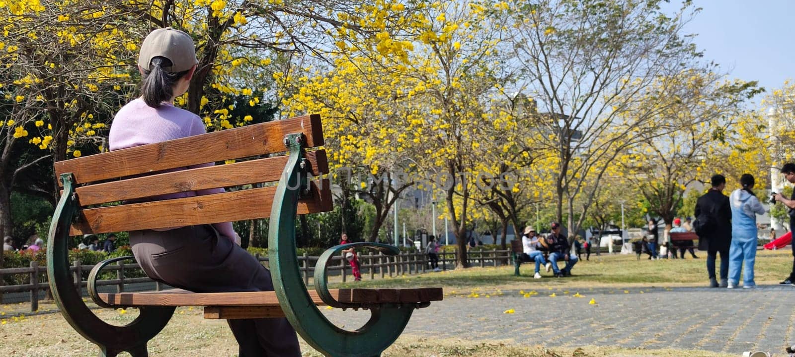 Beitun Xizi Park, Taichung - March 9, 2023 : Beside Xizi Park in Dakeng, Taichung, Suzuki chinensis are in full bloom