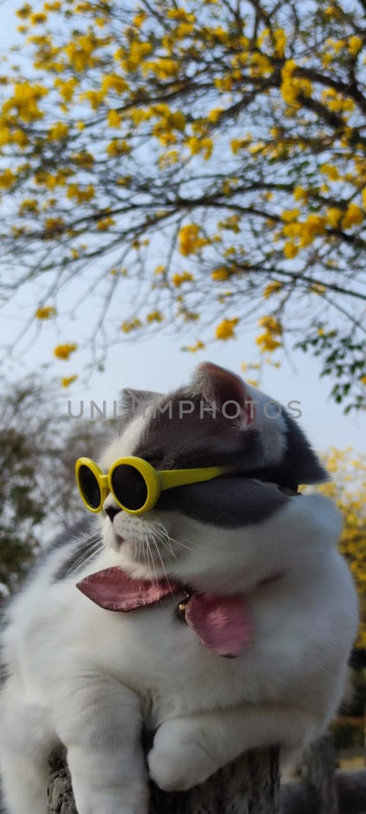 The Pet owner takes cat to park for sight in springwith nice chrysanthemum Suzuki background