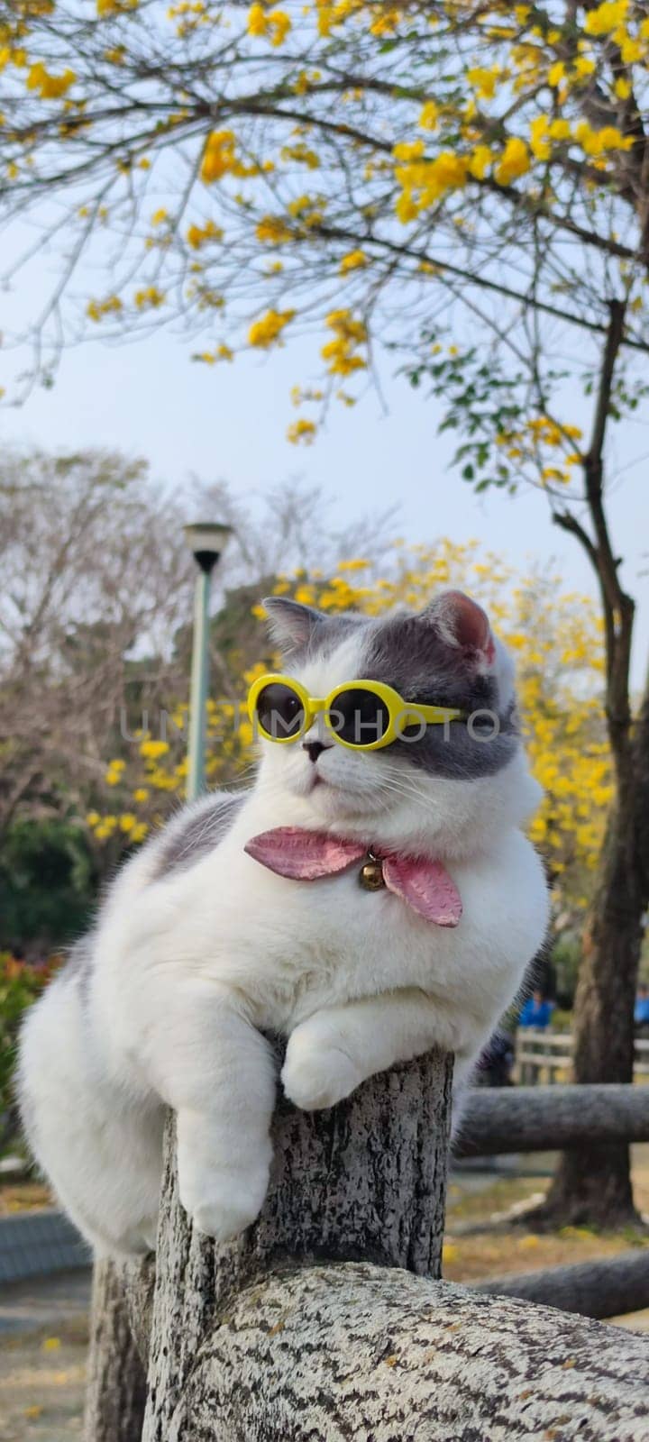 The Pet owner takes cat to park for sight in springwith nice chrysanthemum Suzuki background