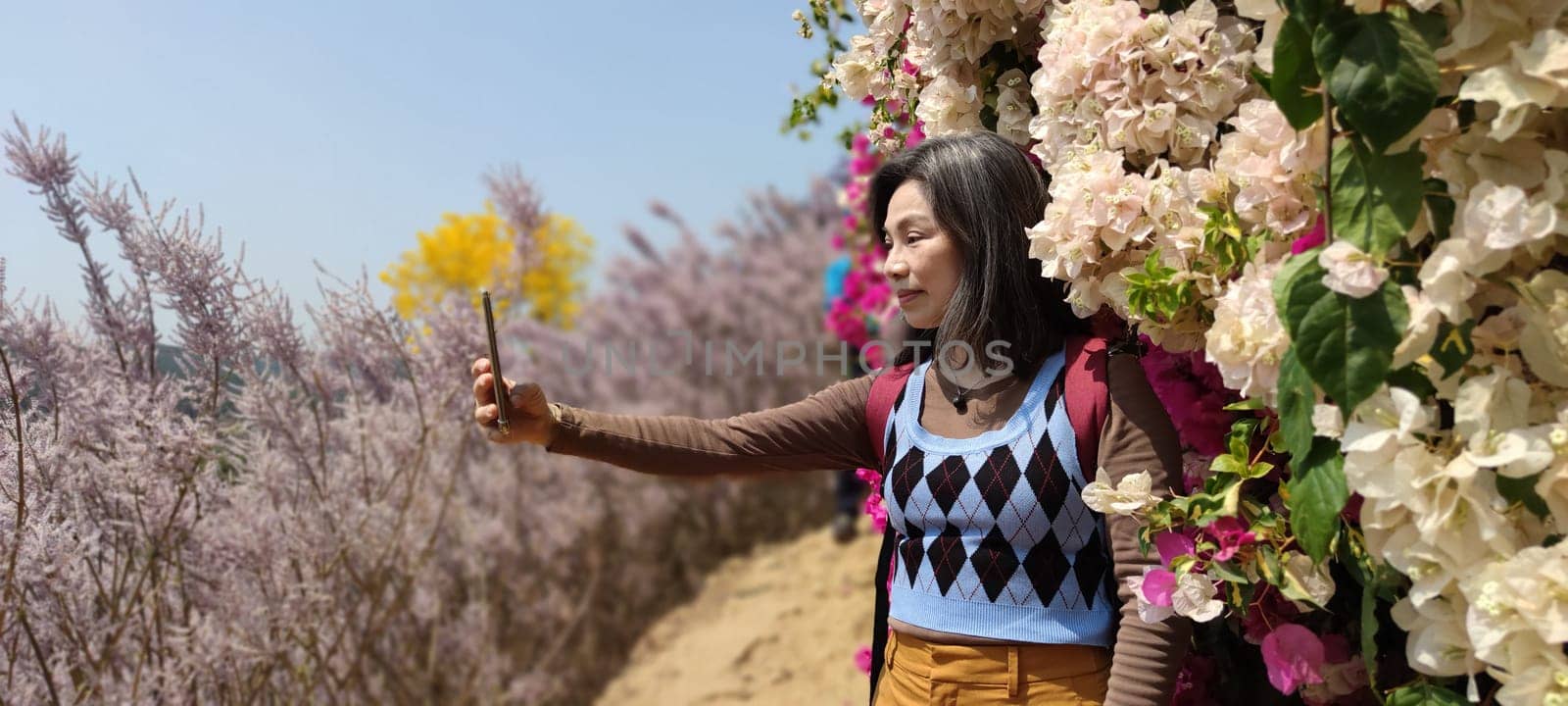Zhongliao Pink Hill Muskwood, Nantou - March 10, 2023 : Beautiful Pink Hill Muskwood in Zhongliao, Nantou, Taiwan