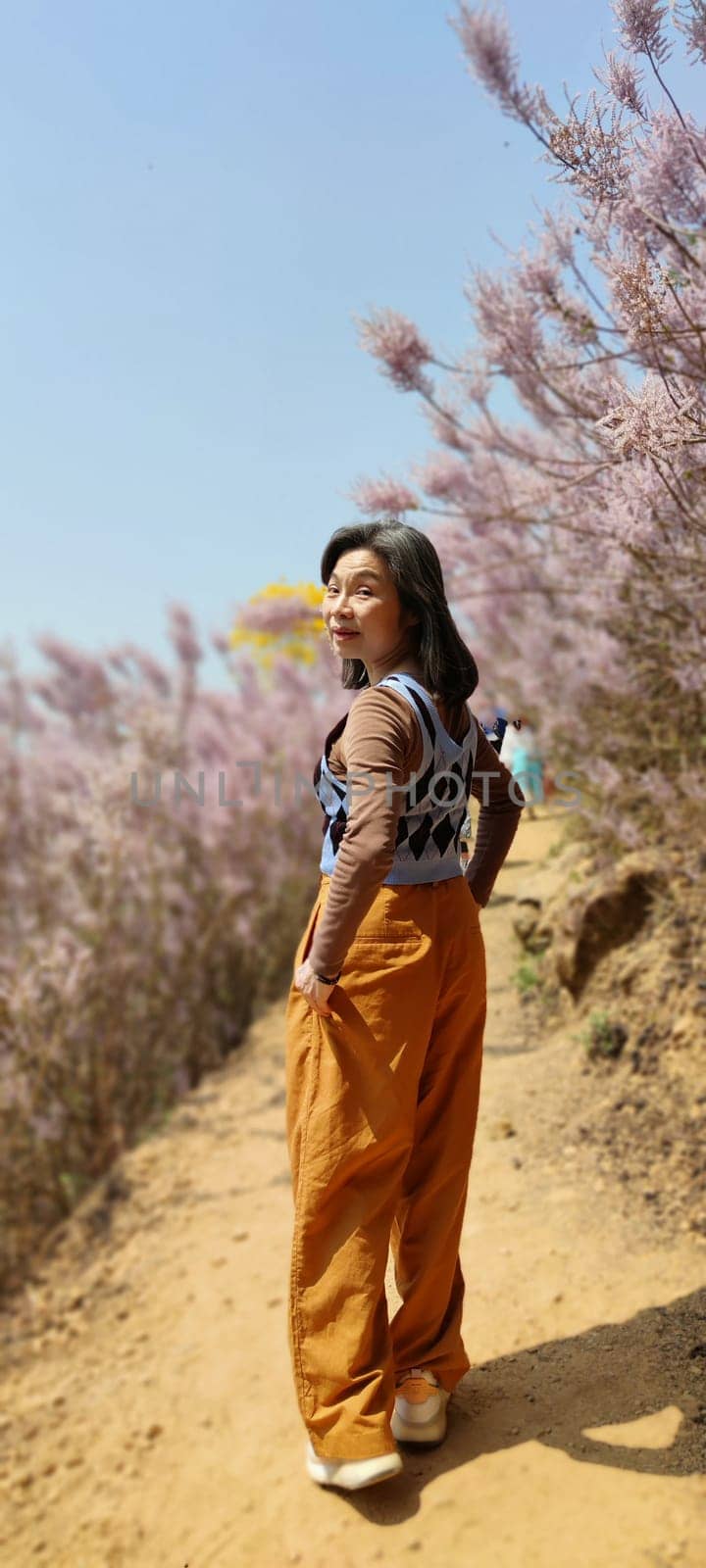 Zhongliao Pink Hill Muskwood, Nantou - March 10, 2023 : Beautiful Pink Hill Muskwood in Zhongliao, Nantou, Taiwan