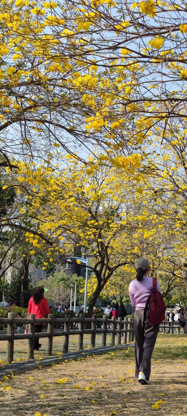 Beitun Xizi Park, Taichung - March 9, 2023 : Beside Xizi Park in Dakeng, Taichung, Suzuki chinensis are in full bloom