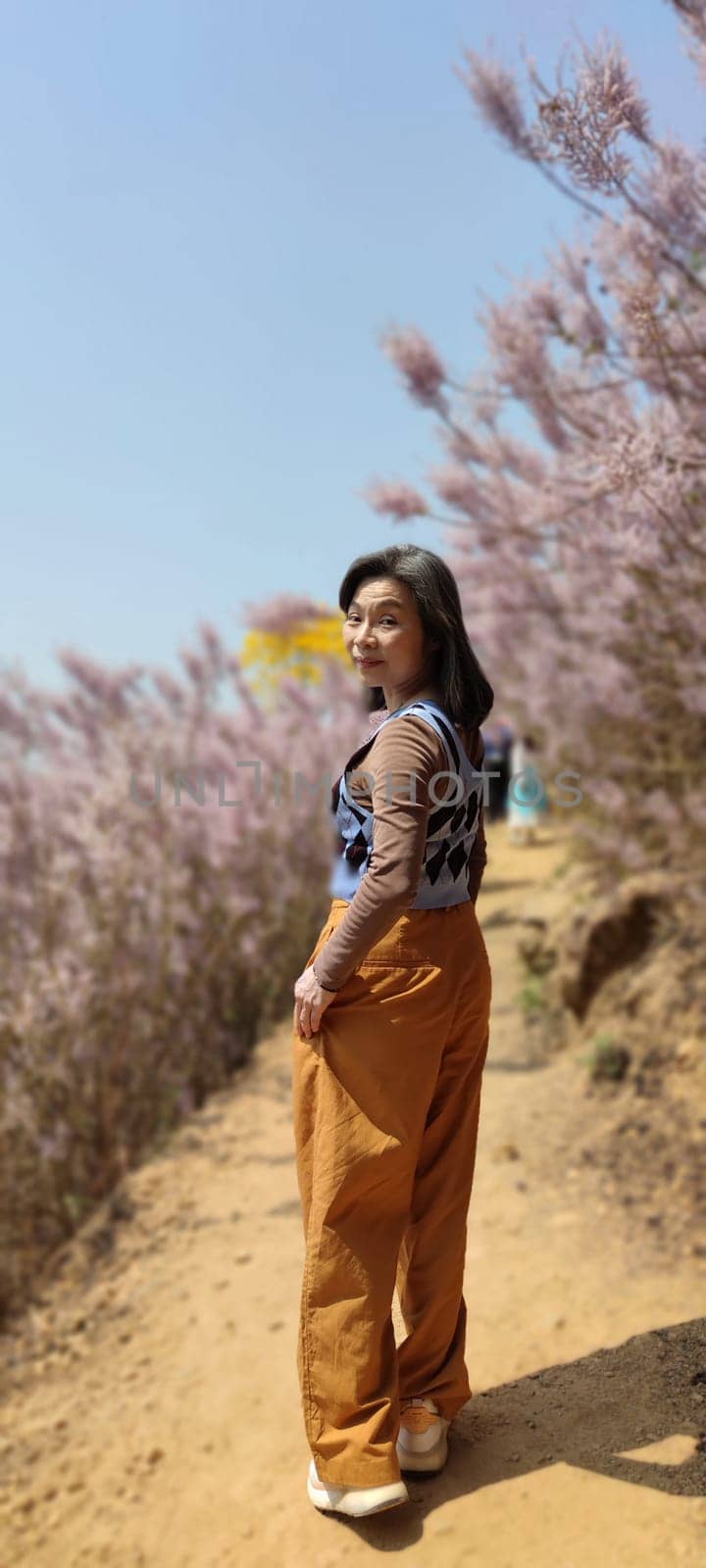 Zhongliao Pink Hill Muskwood, Nantou - March 10, 2023 : Beautiful Pink Hill Muskwood in Zhongliao, Nantou, Taiwan