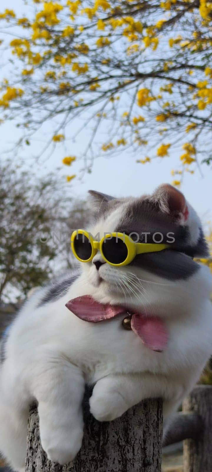 The Pet owner takes cat to park for sight in springwith nice chrysanthemum Suzuki background