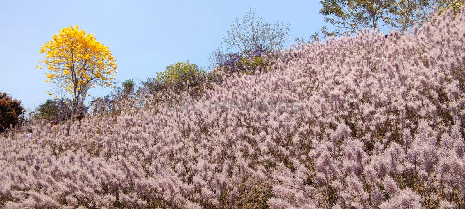 Zhongliao Pink Hill Muskwood, Nantou - March 10, 2023 : Beautiful Pink Hill Muskwood in Zhongliao, Nantou, Taiwan