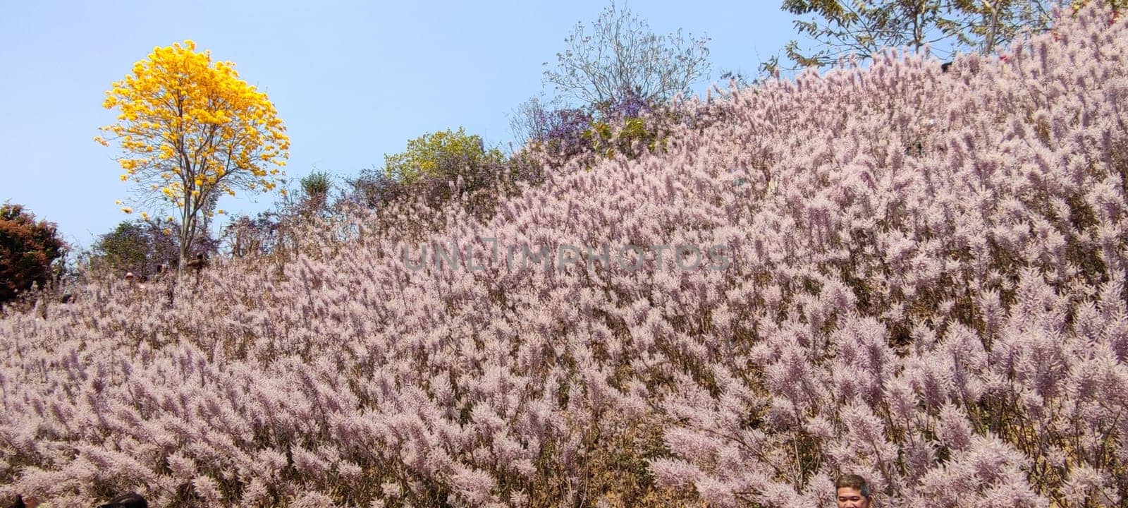 Zhongliao Pink Hill Muskwood, Nantou - March 10, 2023 : Beautiful Pink Hill Muskwood in Zhongliao, Nantou, Taiwan