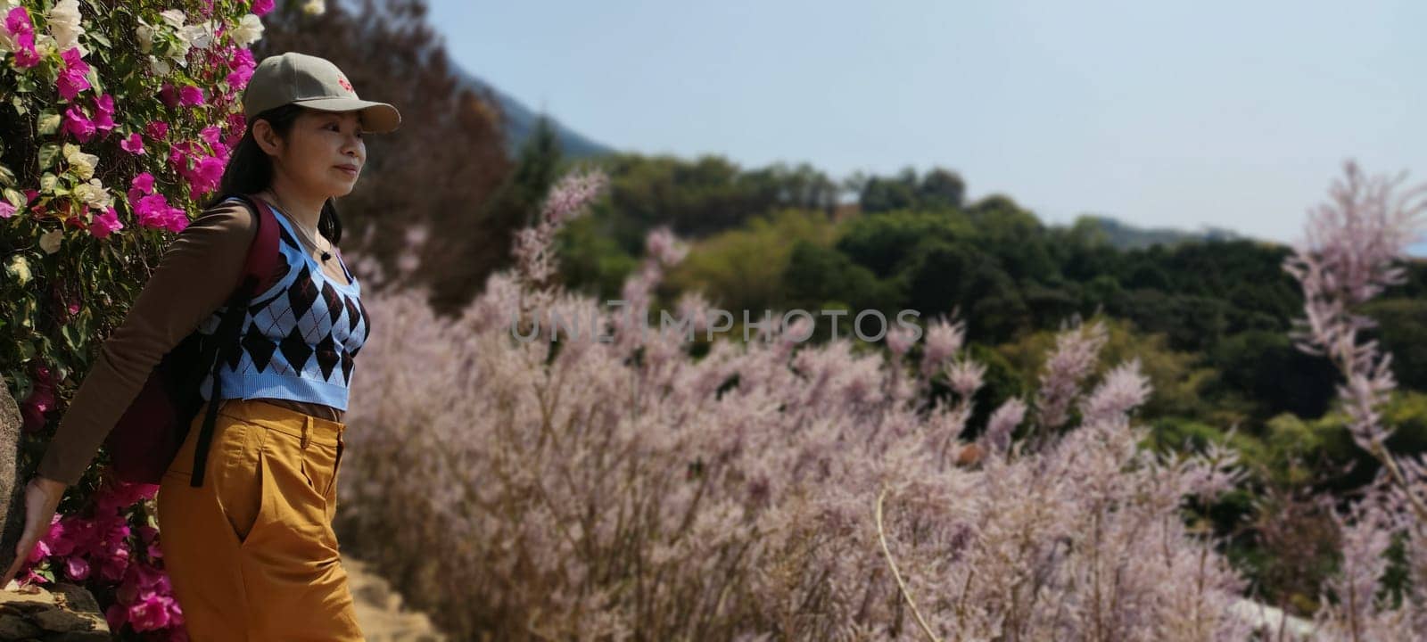 Zhongliao Pink Hill Muskwood, Nantou - March 10, 2023 : Beautiful Pink Hill Muskwood in Zhongliao, Nantou, Taiwan