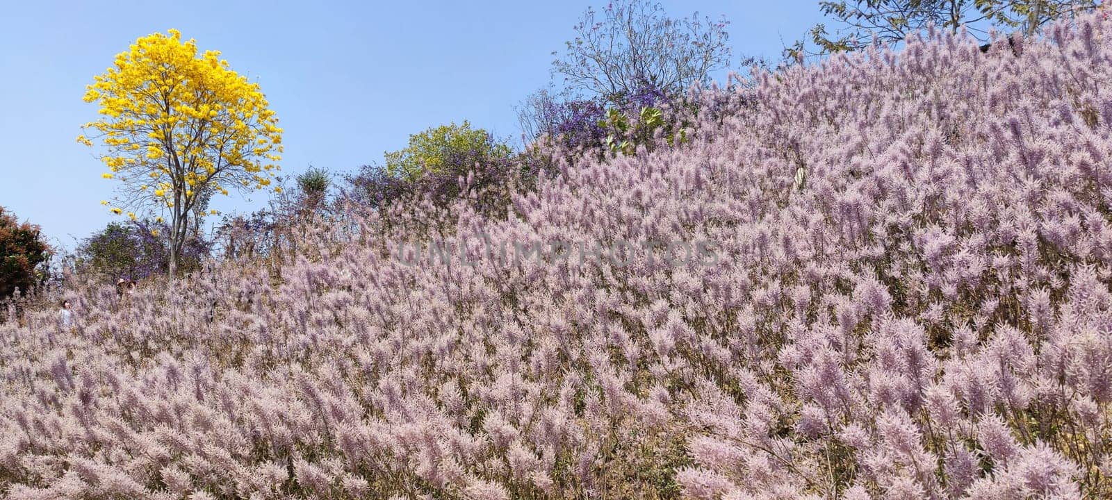 Zhongliao Pink Hill Muskwood, Nantou - March 10, 2023 : Beautiful Pink Hill Muskwood in Zhongliao, Nantou, Taiwan