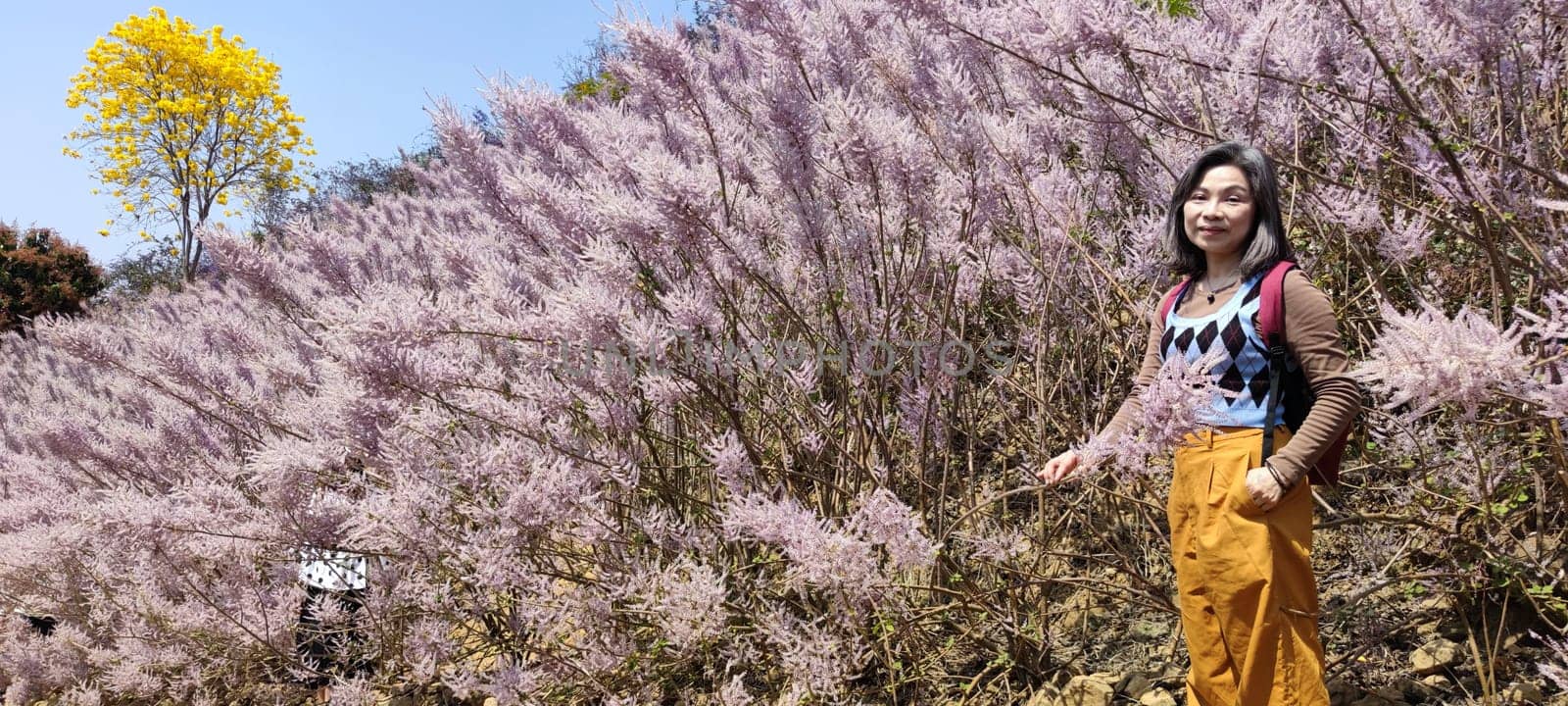 Zhongliao Pink Hill Muskwood, Nantou - March 10, 2023 : Beautiful Pink Hill Muskwood in Zhongliao, Nantou, Taiwan