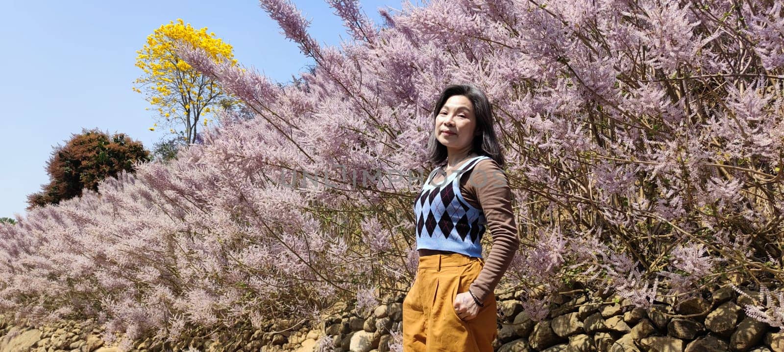 Zhongliao Pink Hill Muskwood, Nantou - March 10, 2023 : Beautiful Pink Hill Muskwood in Zhongliao, Nantou, Taiwan