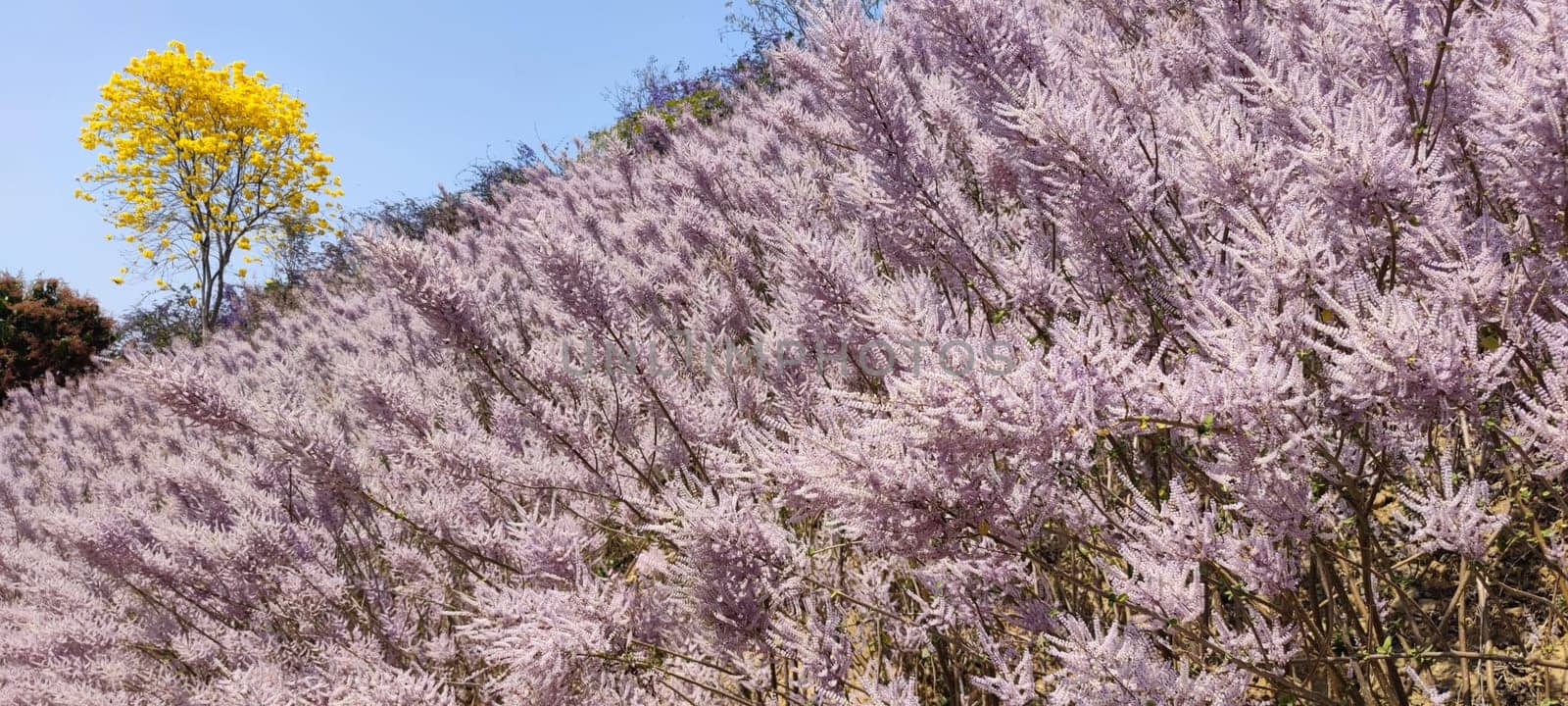 Zhongliao Pink Hill Muskwood, Nantou - March 10, 2023 : Beautiful Pink Hill Muskwood in Zhongliao, Nantou, Taiwan
