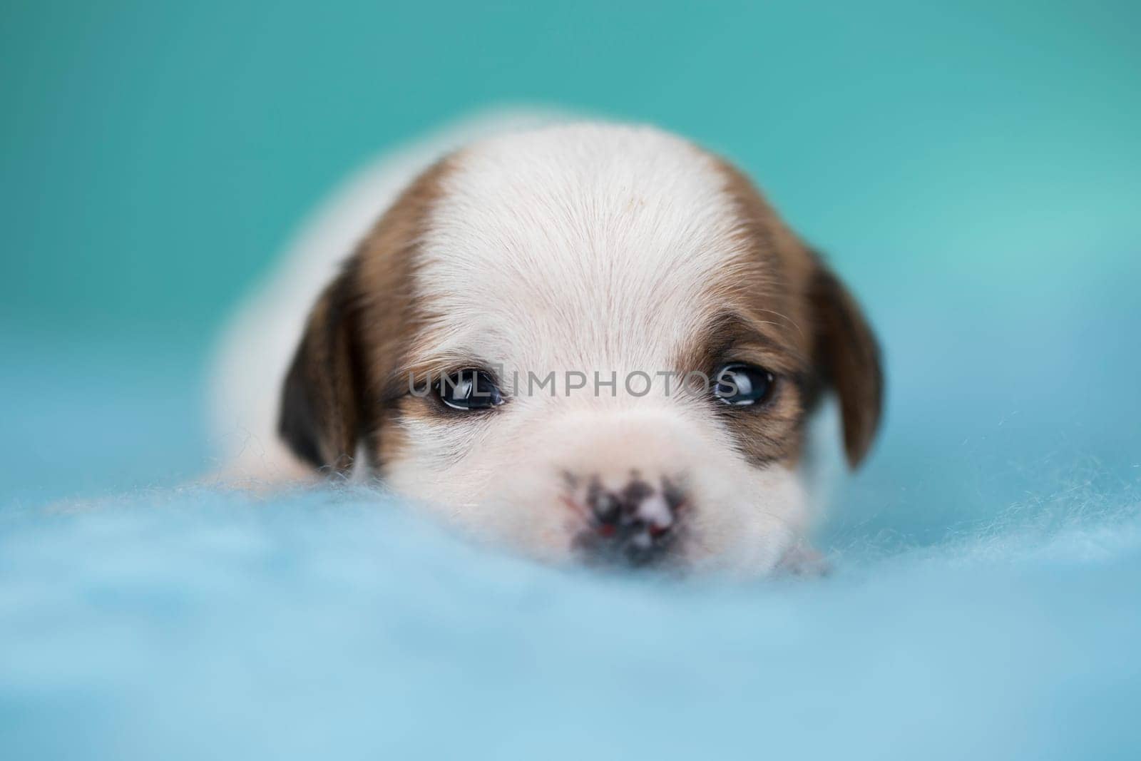 Little dog sleeps on a blanket