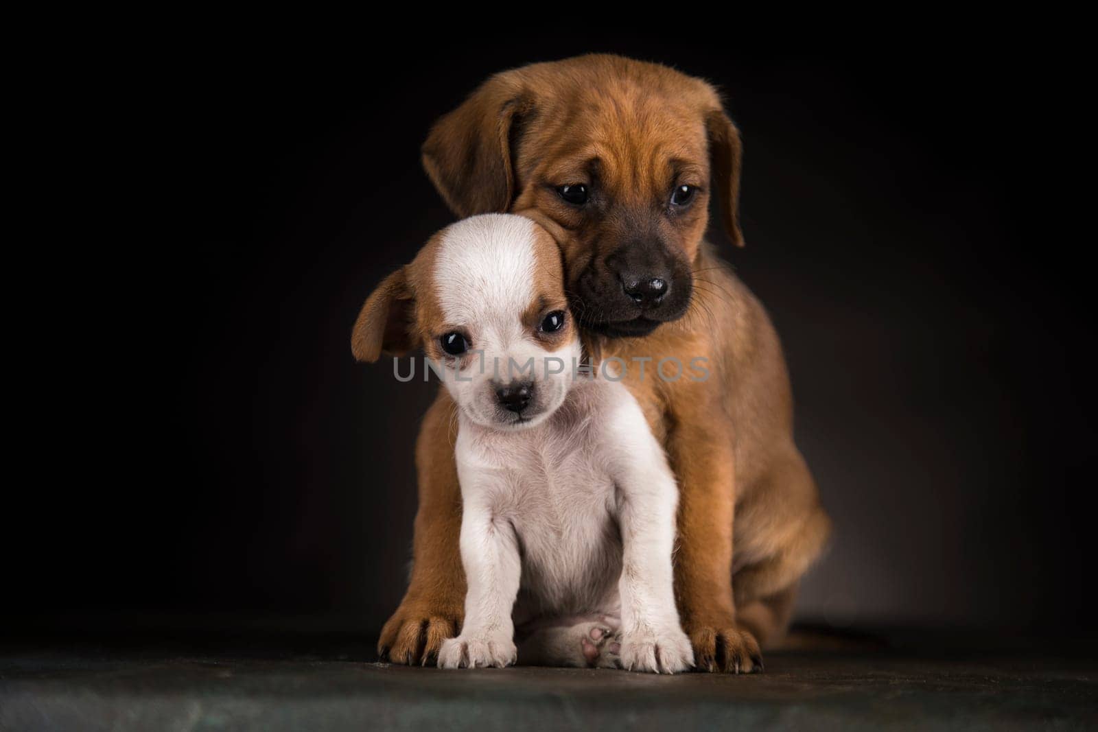 Little Puppy dog in a black background