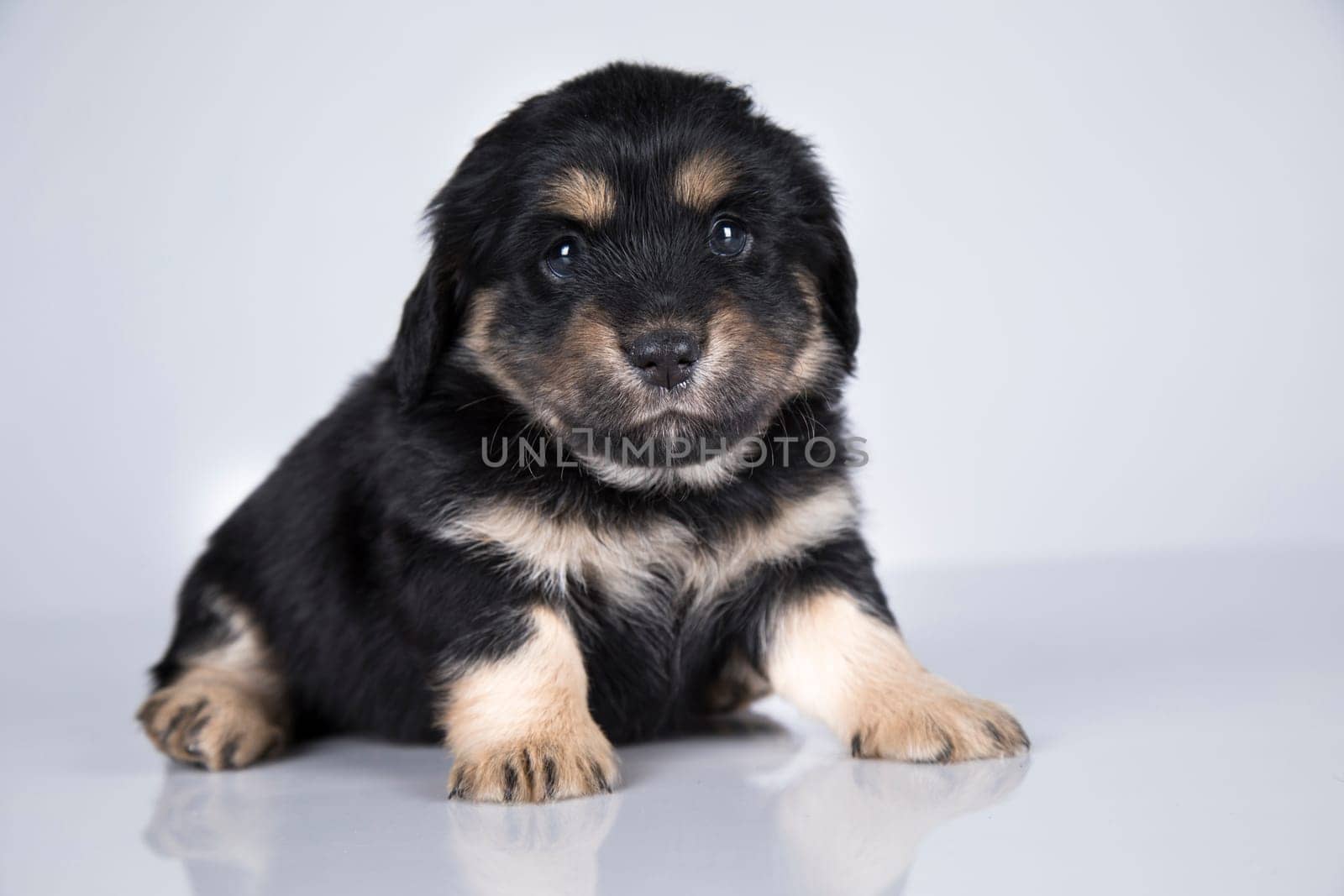 Little dog on a white background