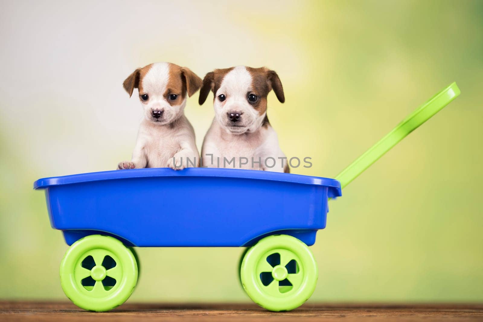 Beautiful little puppies in a toy wagon