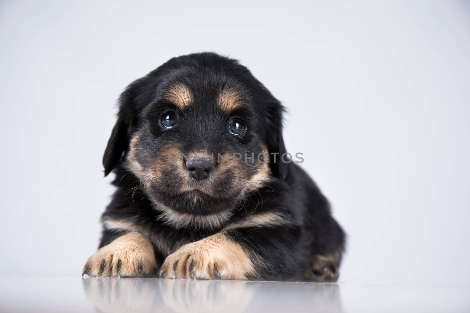 Pet, dog puppy animals concept