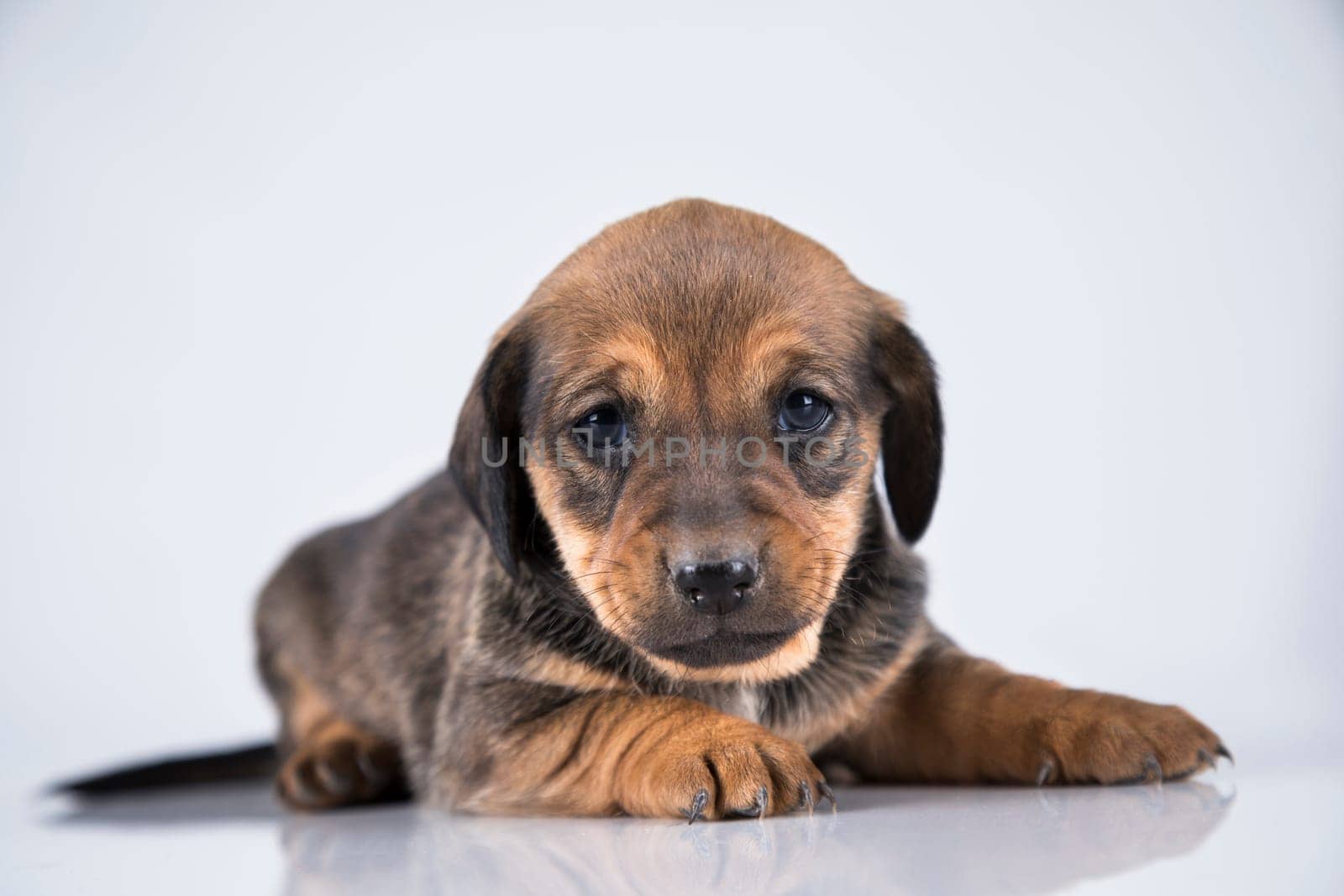 A small dog on a white background