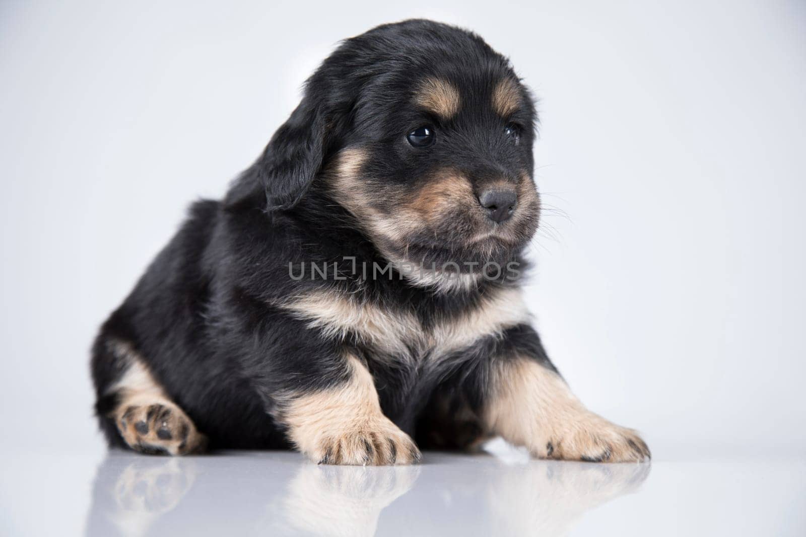 Pet, dog puppy animals concept