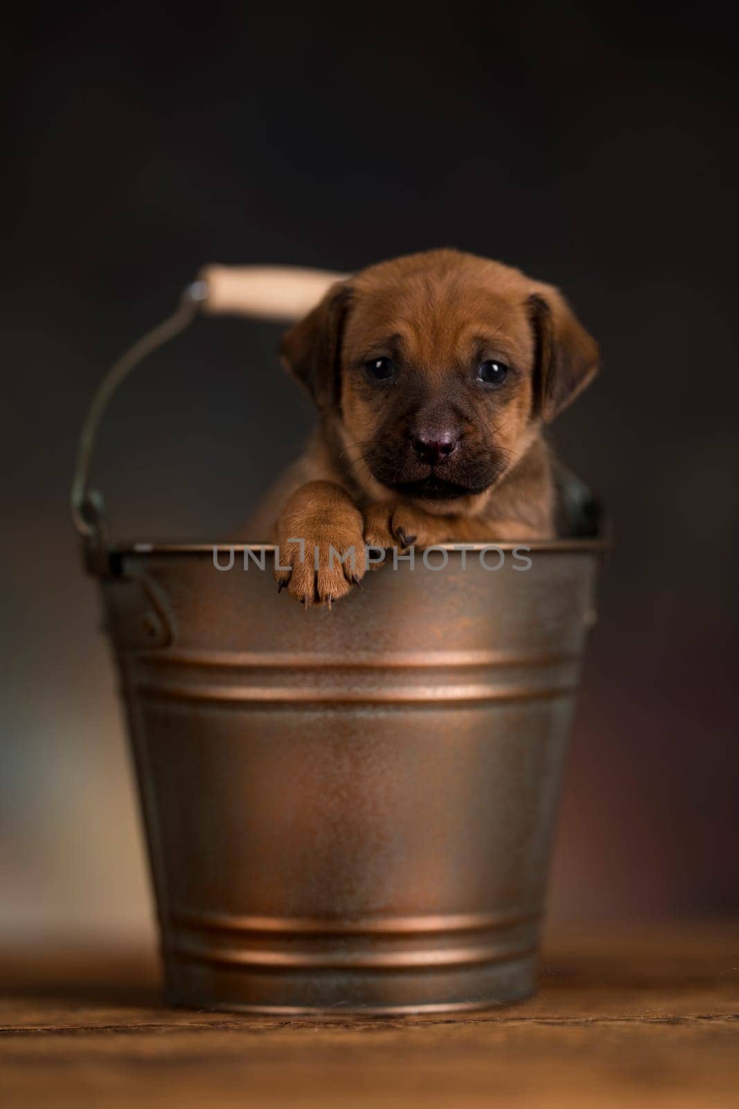 A small dog in a metal bucket