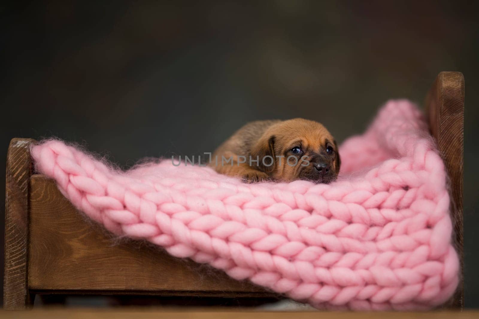 Little puppy breed is sleeping