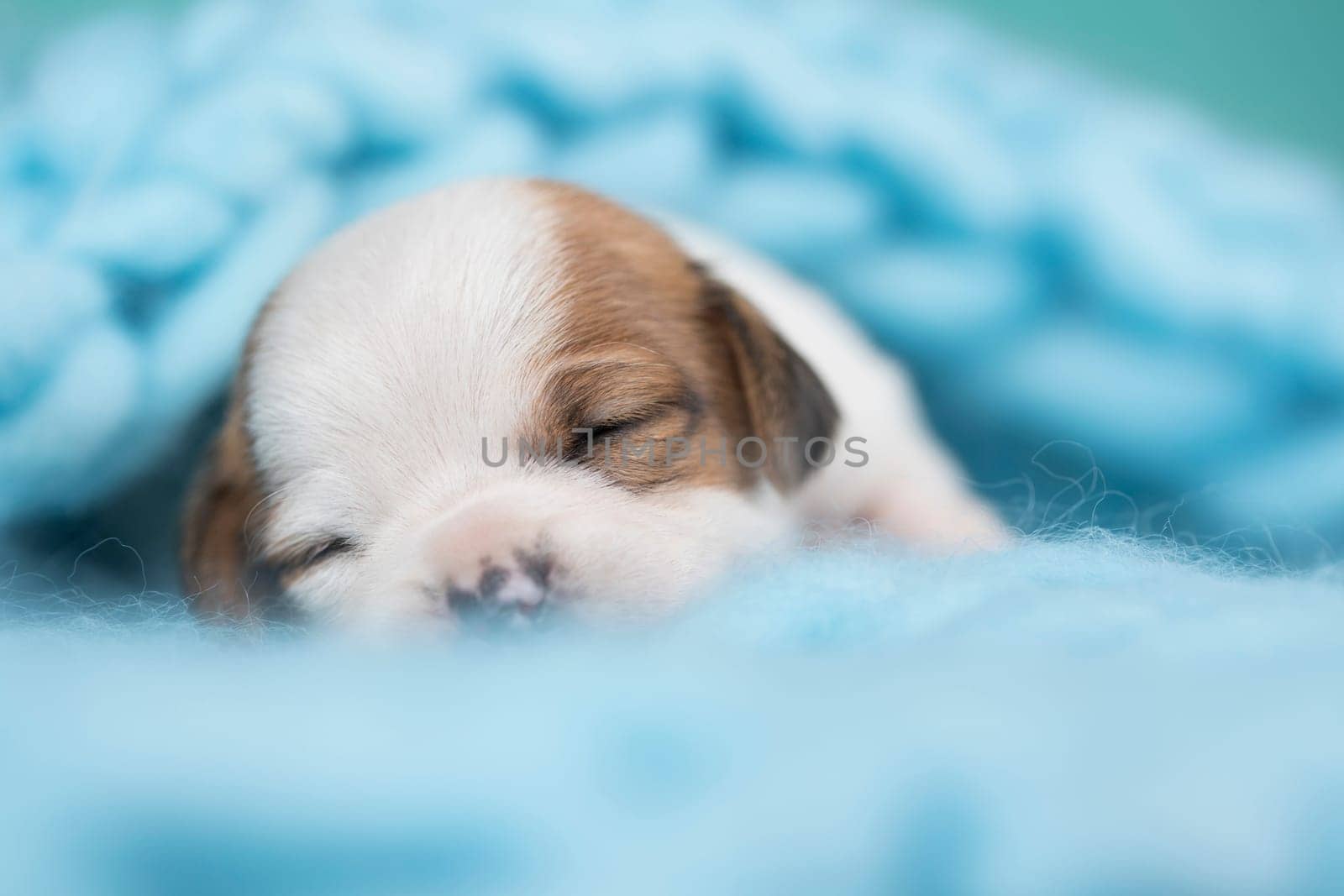 Little cute puppies are sleeping on a blanket