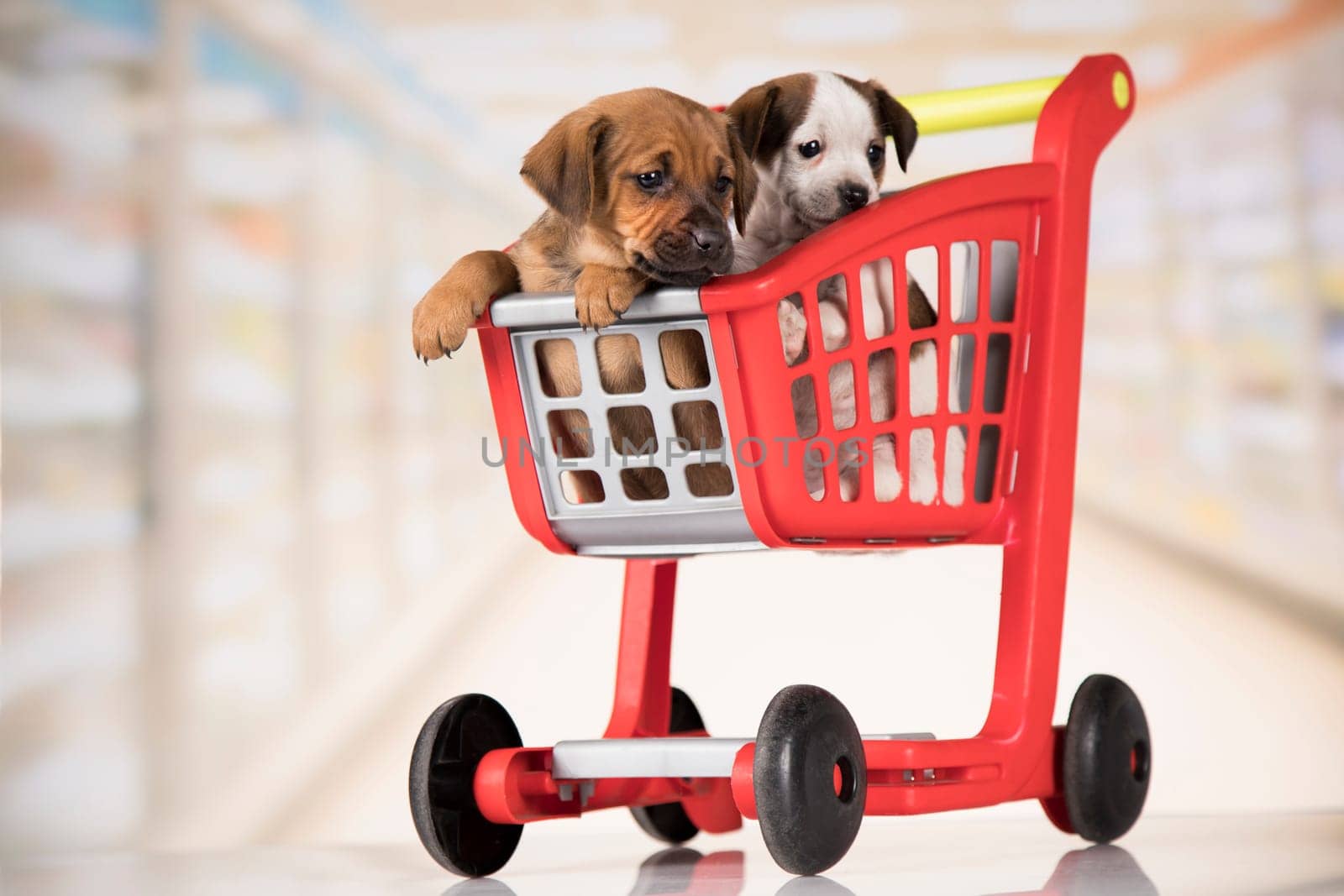 Cute doggies in a shopping cart