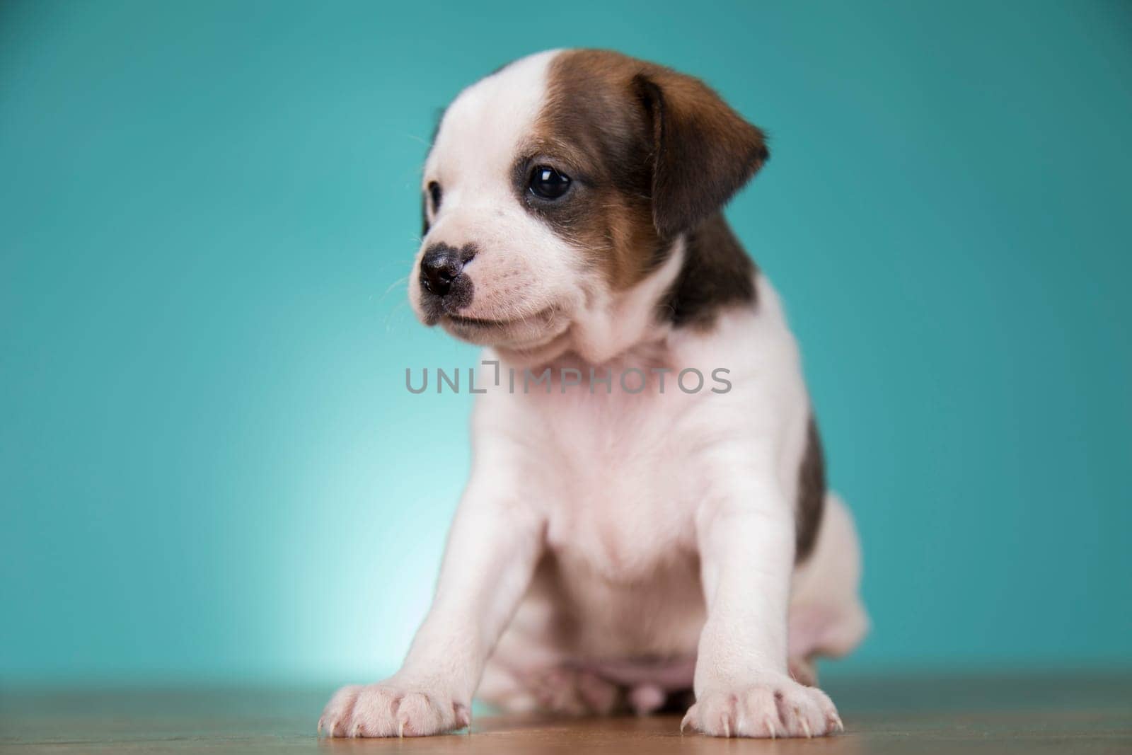 Cute puppy dog, animals concept