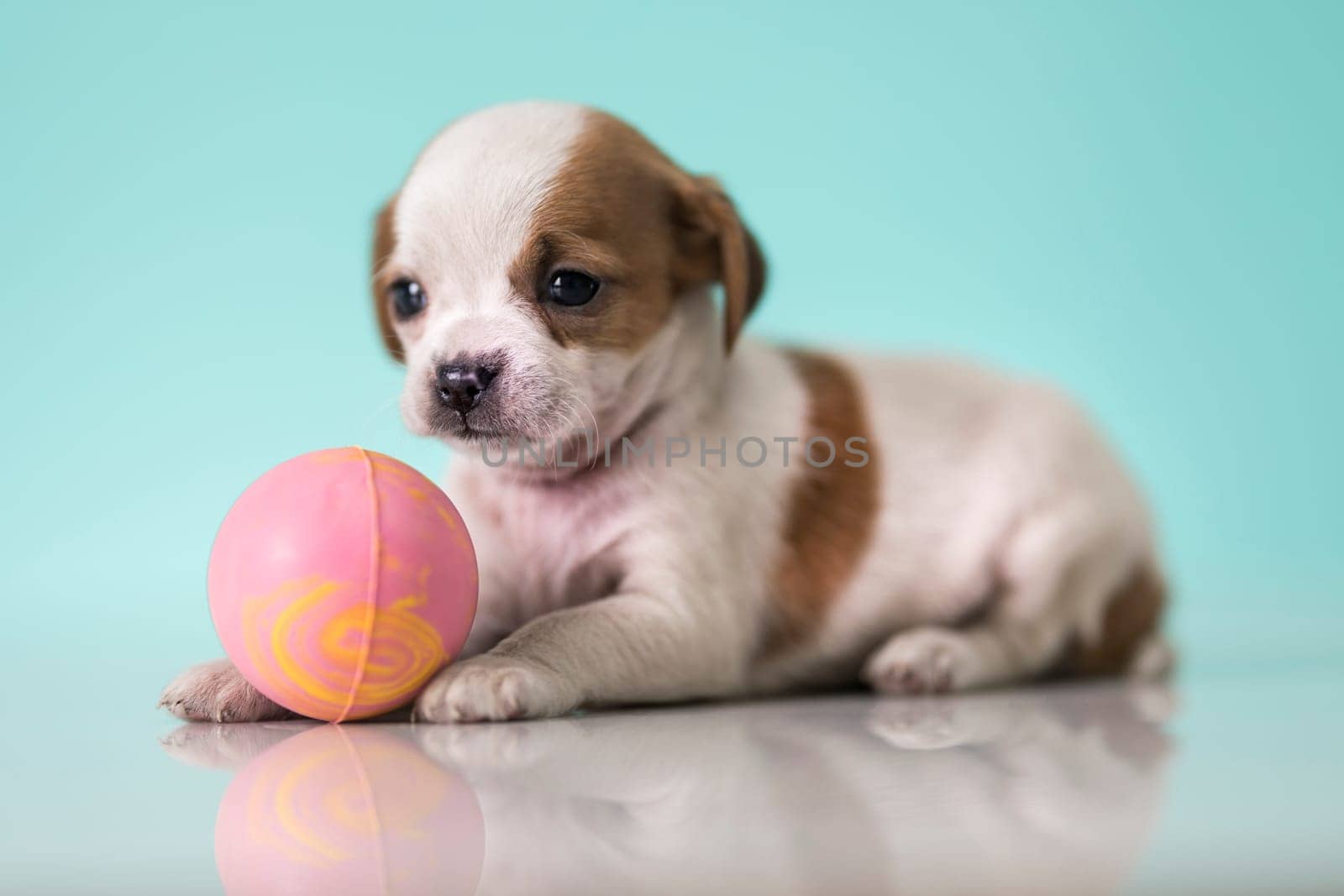 A happy puppy is playing with a ball