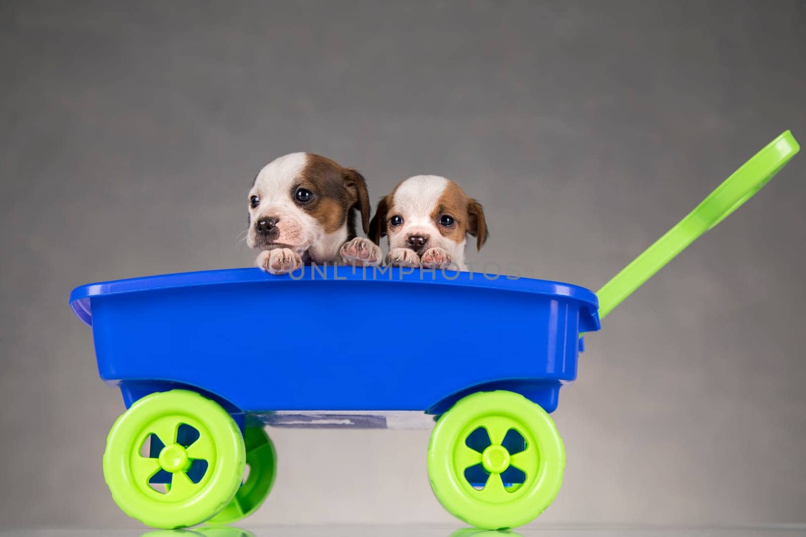 Beautiful little puppies in a toy wagon