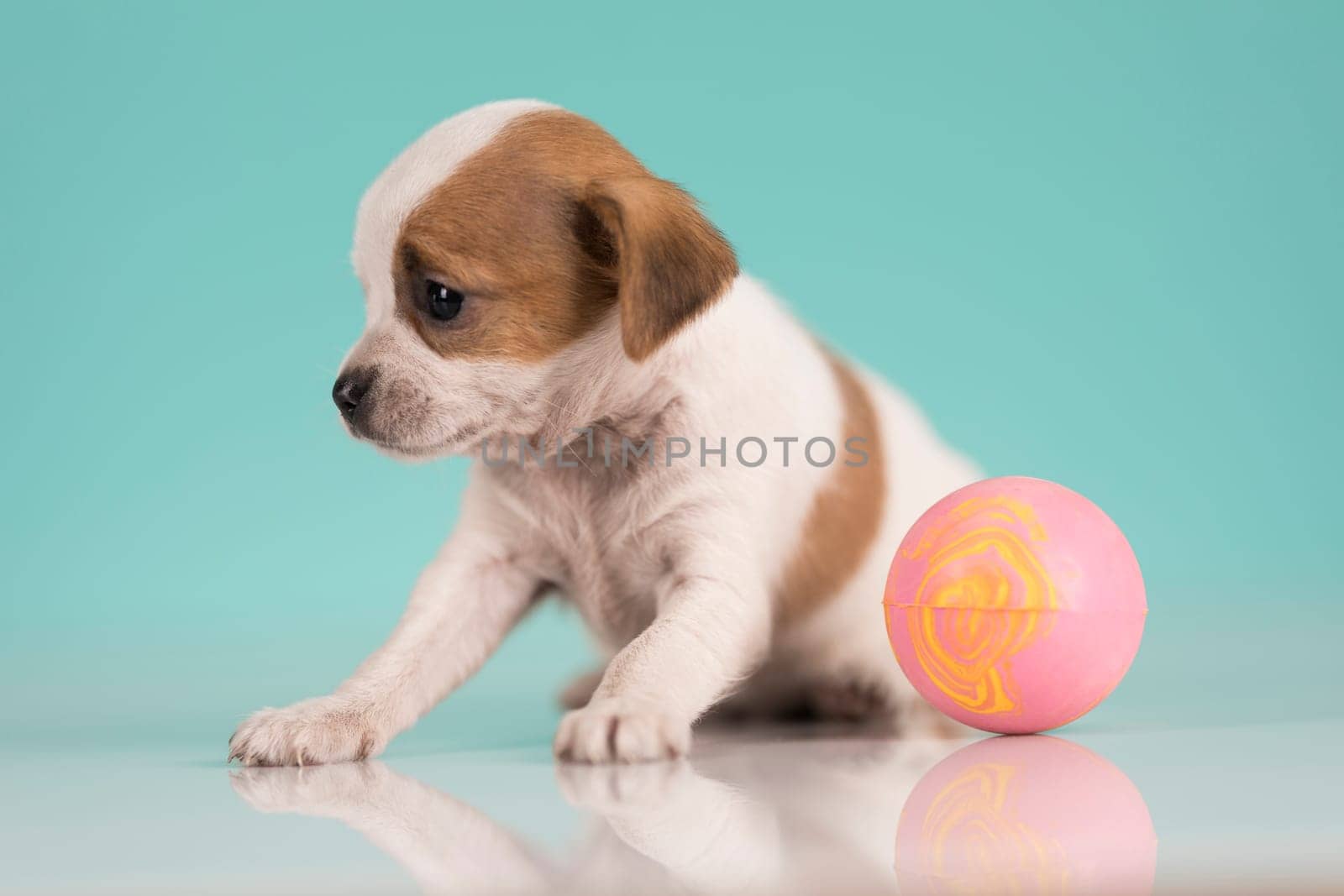 Puppy dog is playing with a ball