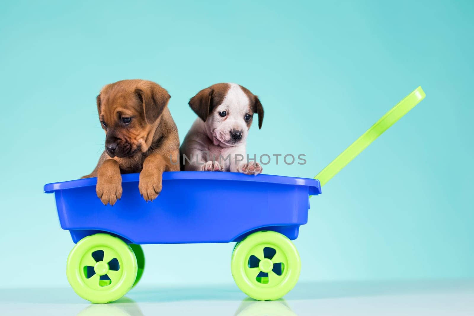 Beautiful little puppies in a toy wagon