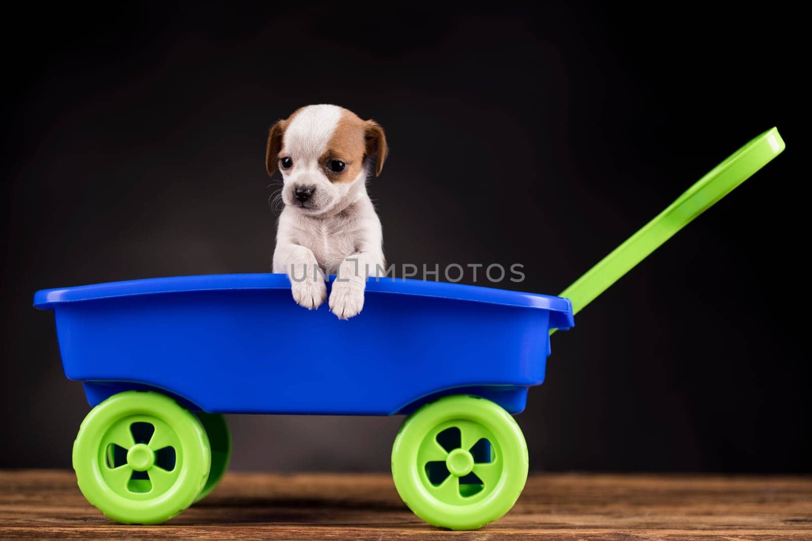 Little cute dog in a toy car