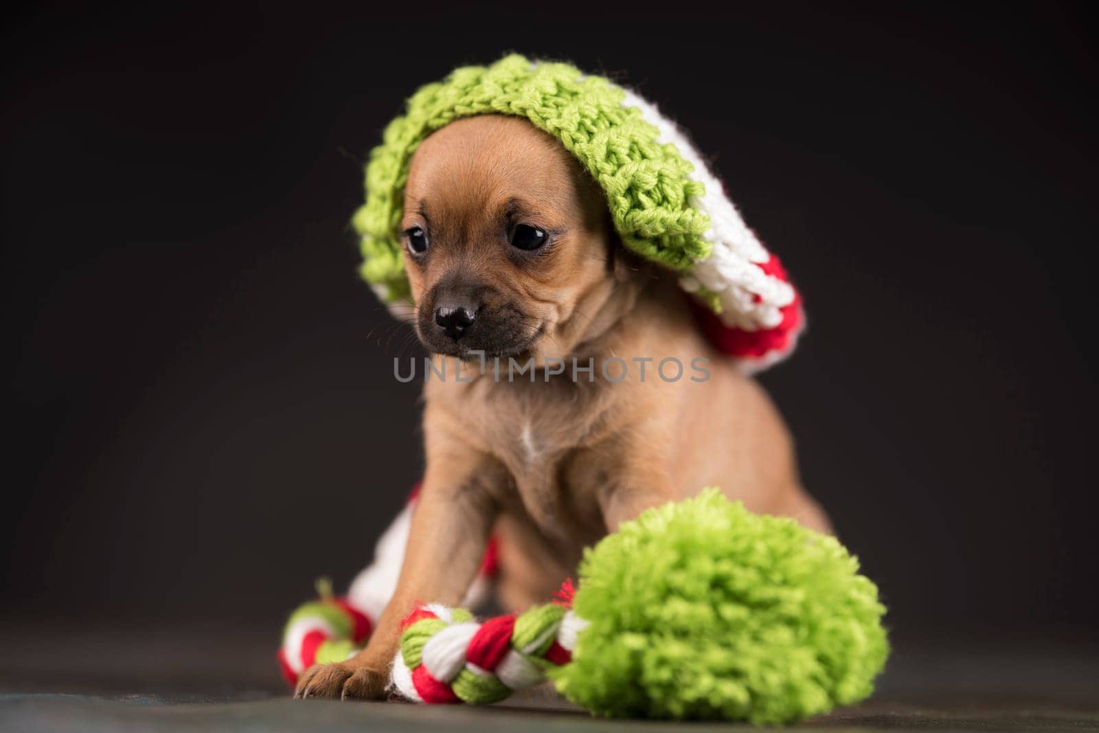 Dog on a black background