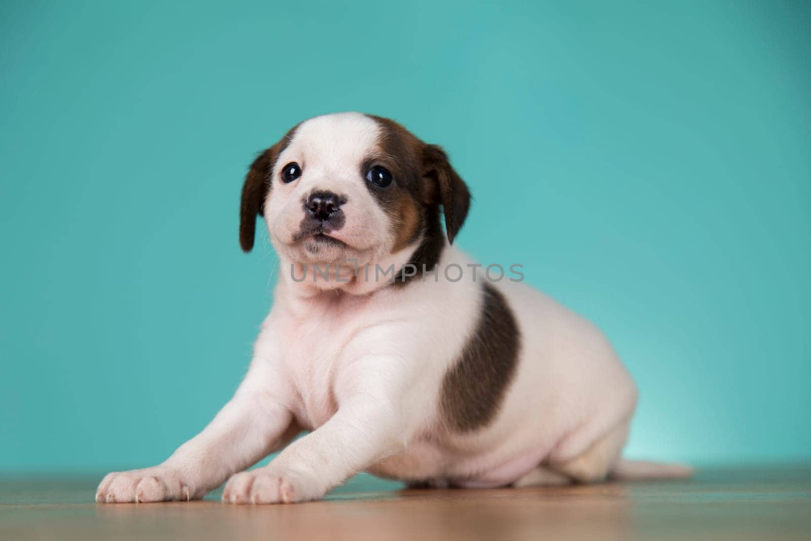 Little puppy dogs, animals concept